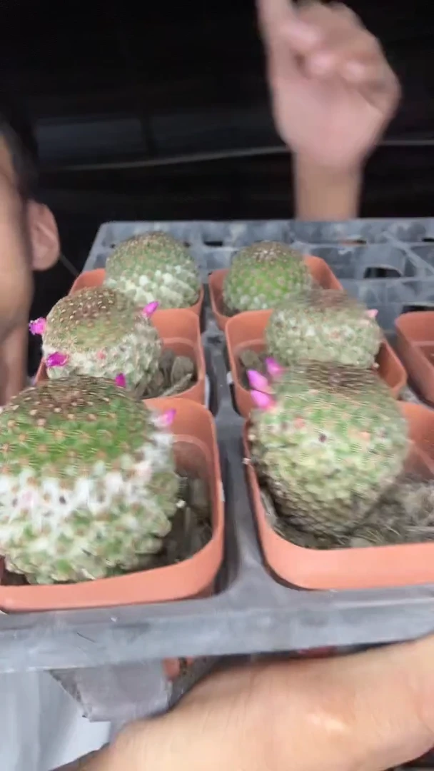 实生神惠丸22.99