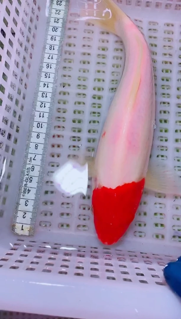 锦鲤血统锦鲤全场包邮191