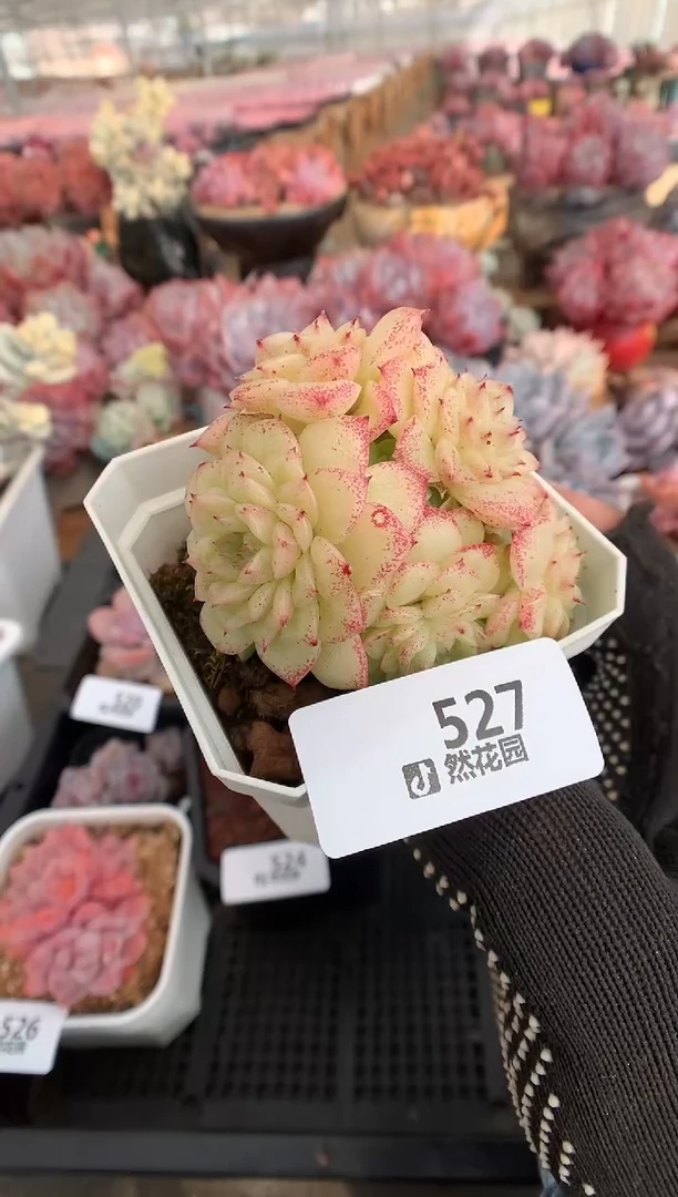 527麦秆多肉植物一物一拍
