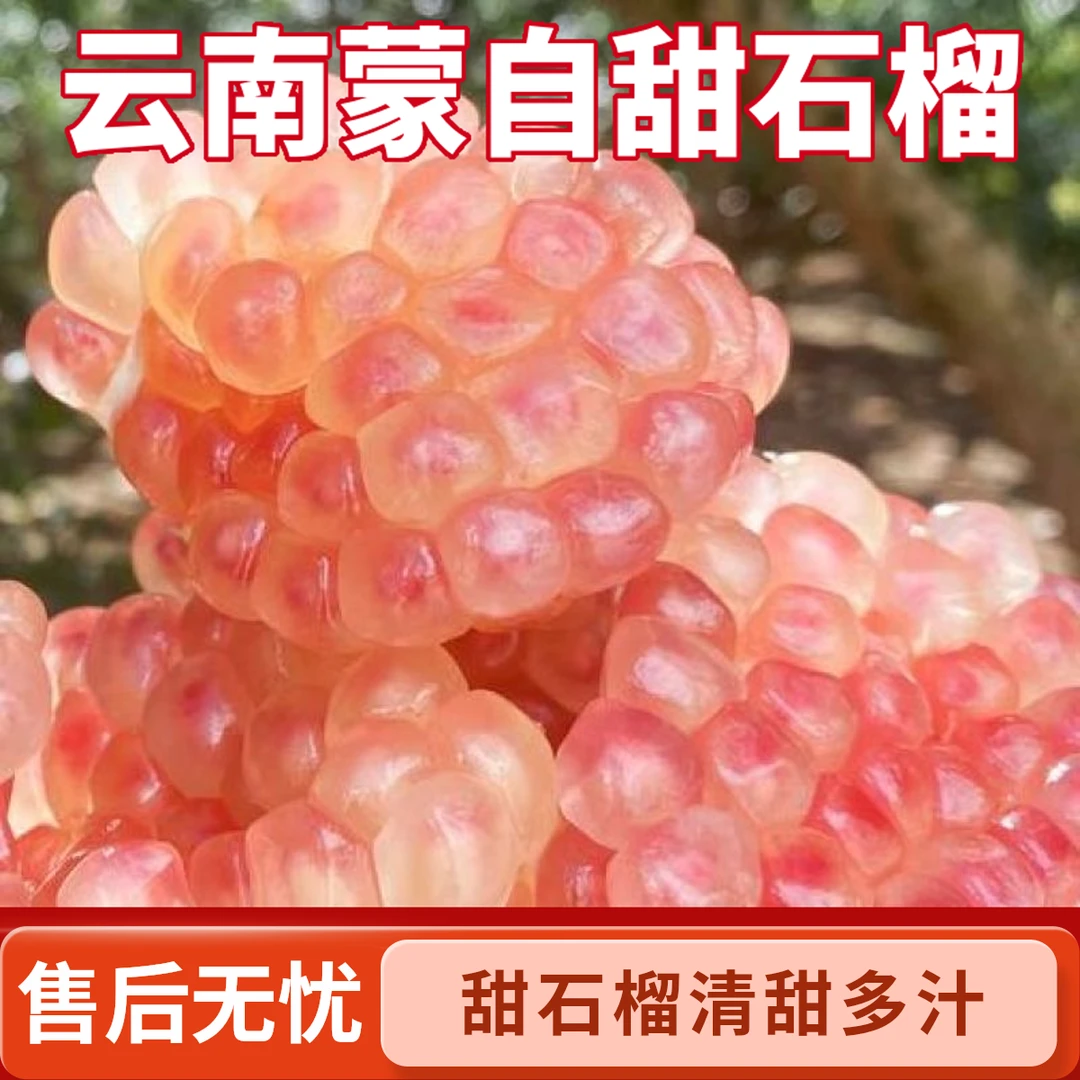 【果园现摘】云南蒙自绿籽老品种甜石榴清甜多汁硬籽老树现摘现发