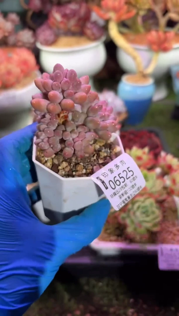 【闪购商品】06525