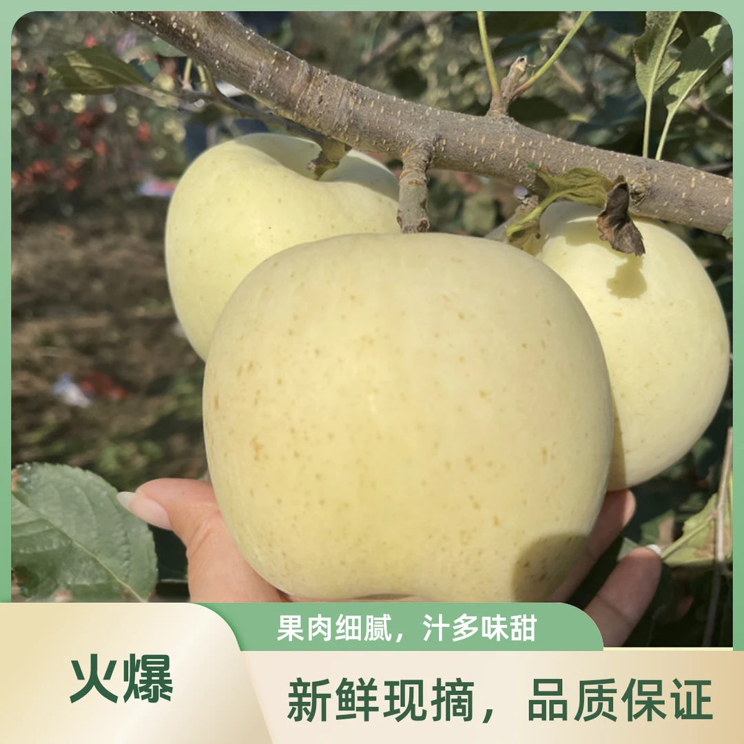 正宗烟台奶油水果丑苹果