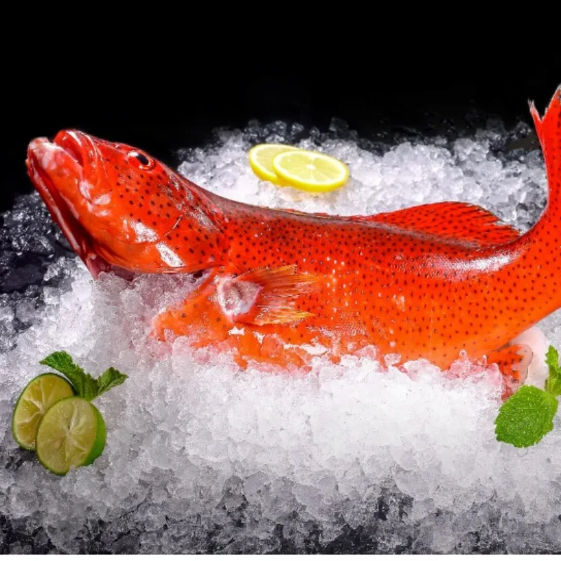 福建海鲜 大东星斑