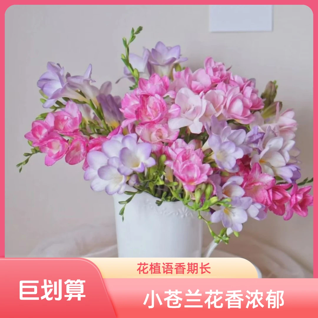 【花植语】小苍兰 香雪兰  香味浓花期长   云南基地直发