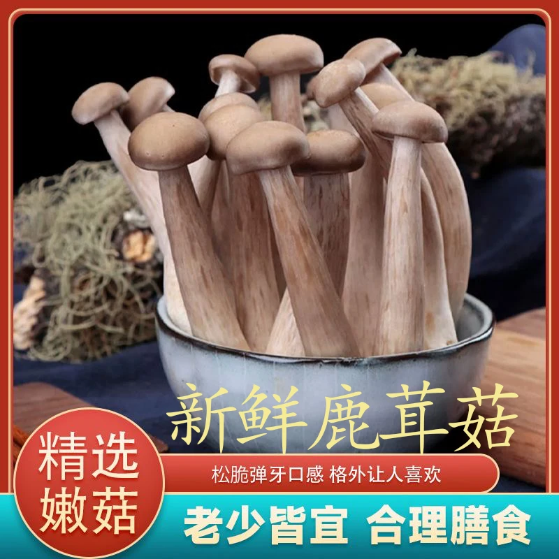 【到手4包】非干货/新鲜鹿茸菇 基地直发煲汤锅食家庭装C