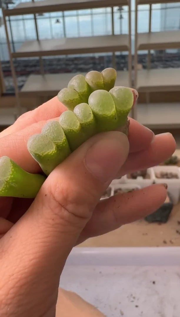 24-190多肉植物肉锥
