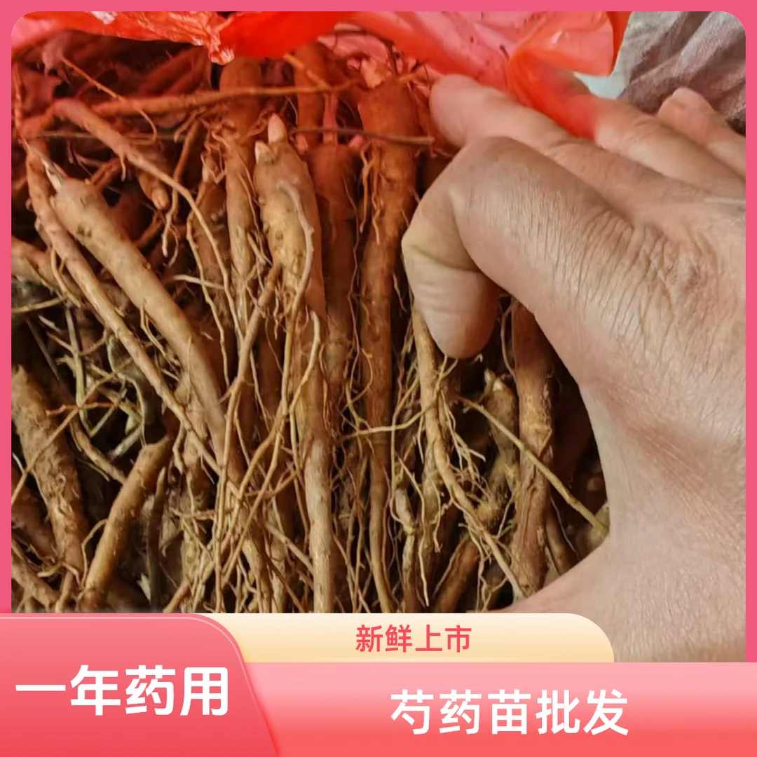 赤芍苗药苗单瓣芍药花苗带芽发货一年生精品赤芍种苗