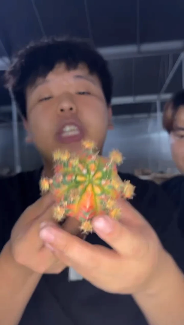 3颗 光辉牡丹【嫁接】