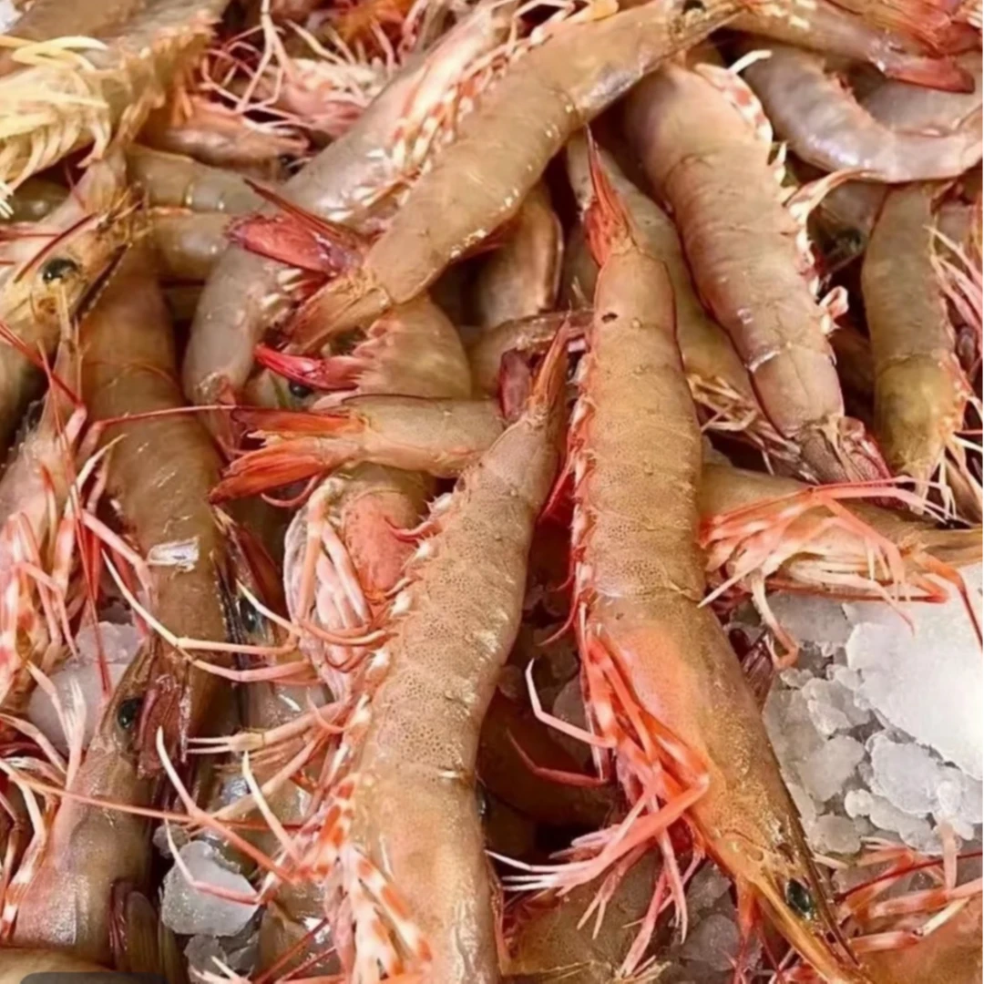 特大10-12条/斤深海野生 沙卢虾 麻虾 大部分带膏 鲜活速冻