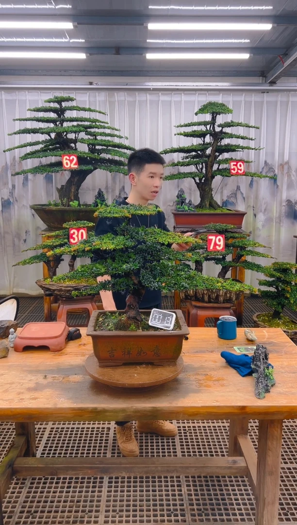 无花朵精品盆景直播间一物一拍
