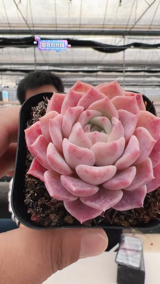 【闪购商品】新款多肉-19