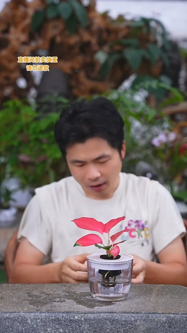 当前无花栽培后可以开花红珊瑚264T