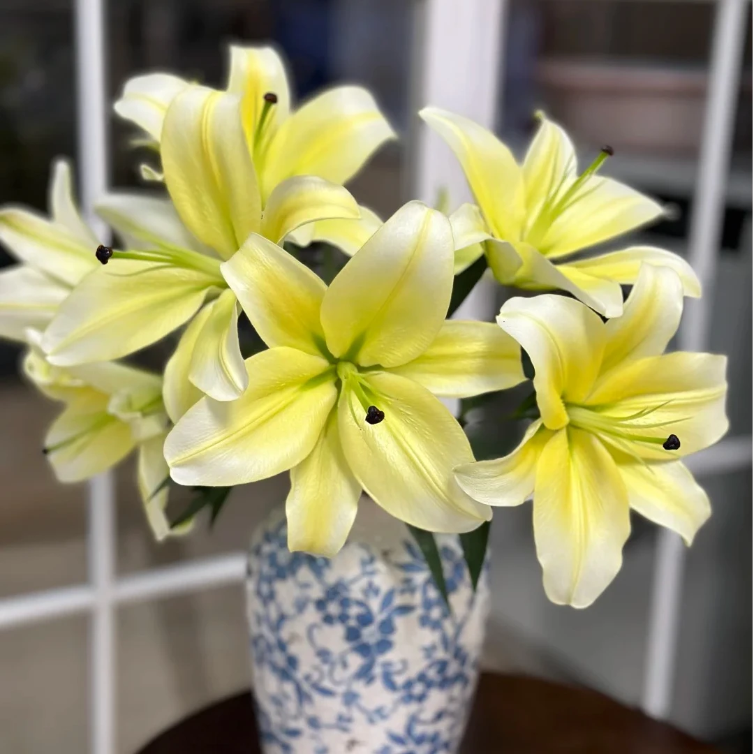 【黄天霸】香水百合 一单包邮 云南鲜花昆明基地现采现发