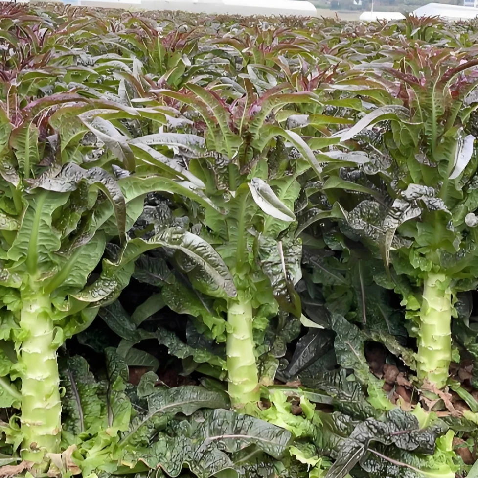 新鲜莴笋紫叶青笋薄皮莴苣当季蔬菜火锅配菜