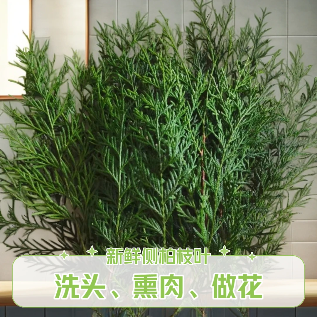 野生侧柏叶新鲜大山老柏树枝叶干货柏科植物扁侧柏洗头熏腊肉做花