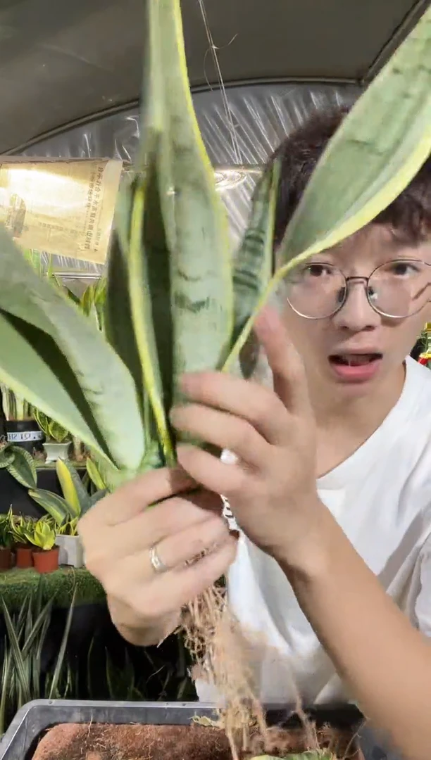 白雪虎皮兰裸根3棵9.9