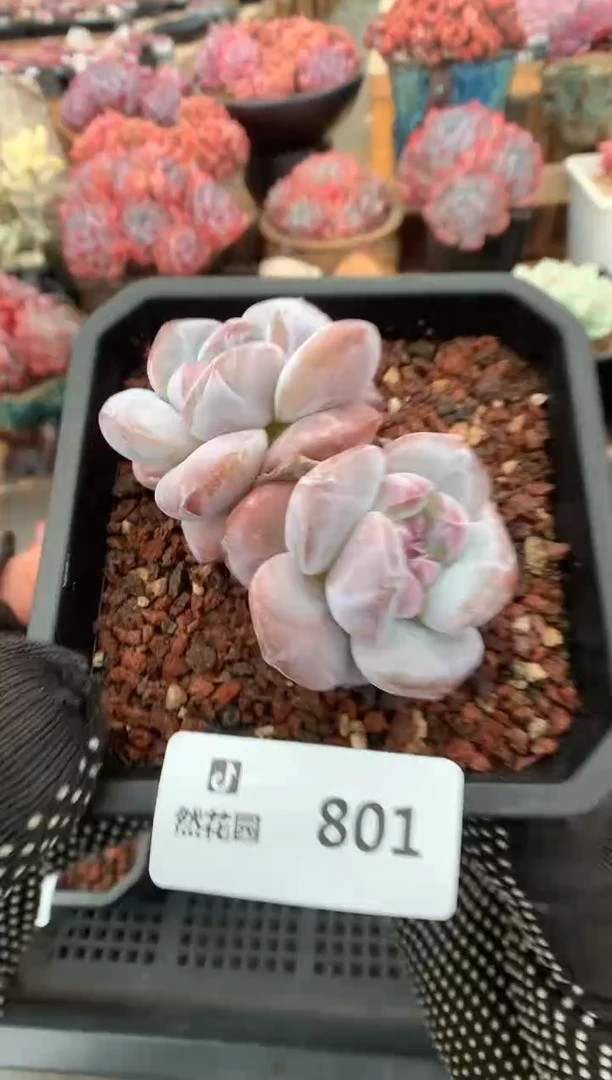 801星影一物一拍