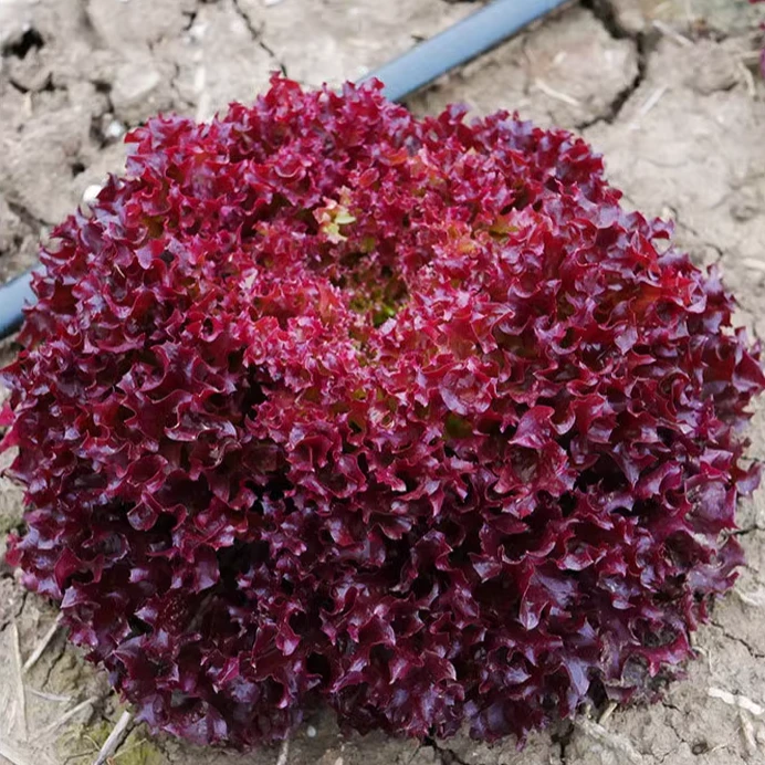 紫叶生菜种子 紫色沙拉菜意大利生菜厂家正品春夏阳台庭院
