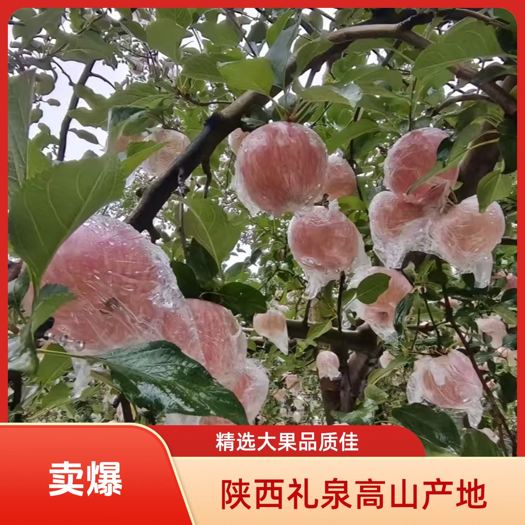陕西礼泉高山新鲜红富士苹果水果脆甜正宗农家产地直发礼泉苹果