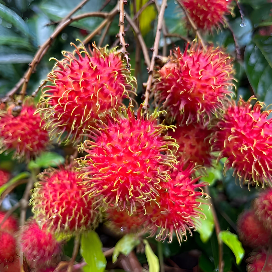 海南红毛丹现摘现发新鲜水果毛荔枝孕妇当季水果