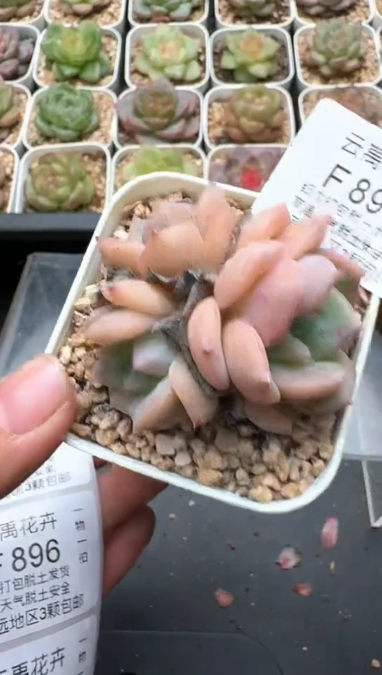 894F云禹多肉植物 默认脱土纸巾打包 3颗包邮