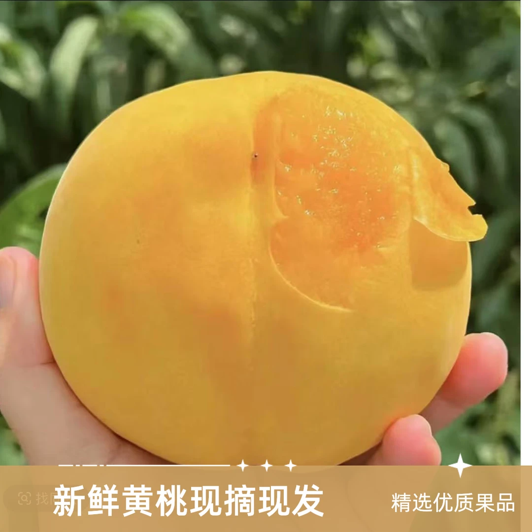 【八元五斤】头茬新鲜黄桃蒙阴现摘新鲜黄桃脆甜多汁软硬两吃应季水果广西壮族自治区