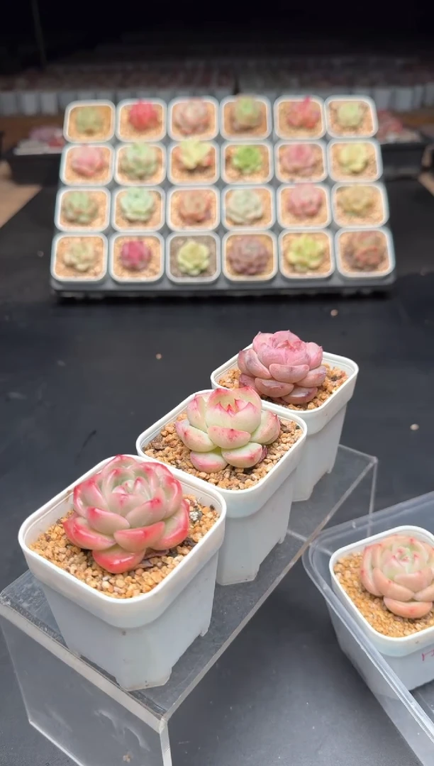 【闪购商品】585D物拍多肉带盆土6.5杯拍3颗