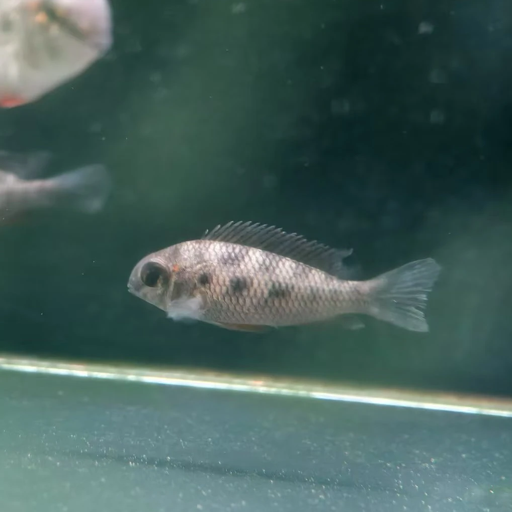 西西小鱼 霸王棋盘短雕鱼