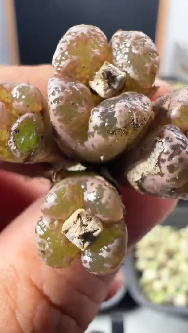 一物一拍         181