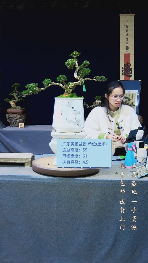 【闪购商品】雀舌黄杨盆景雀舌黄杨盆景