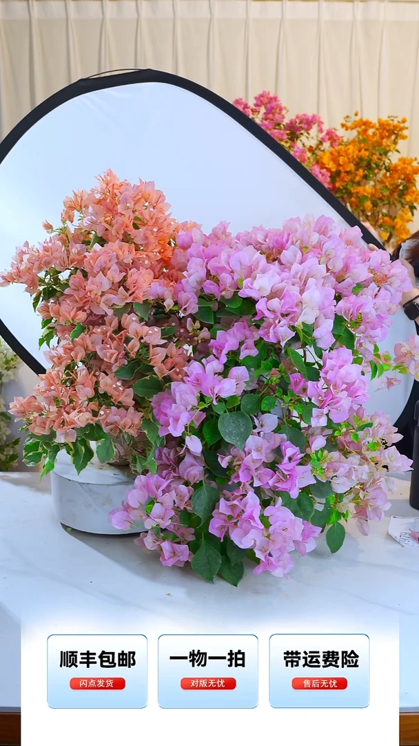 大部分开放少量花苞柚**雨金边马斯 暗斑丽人