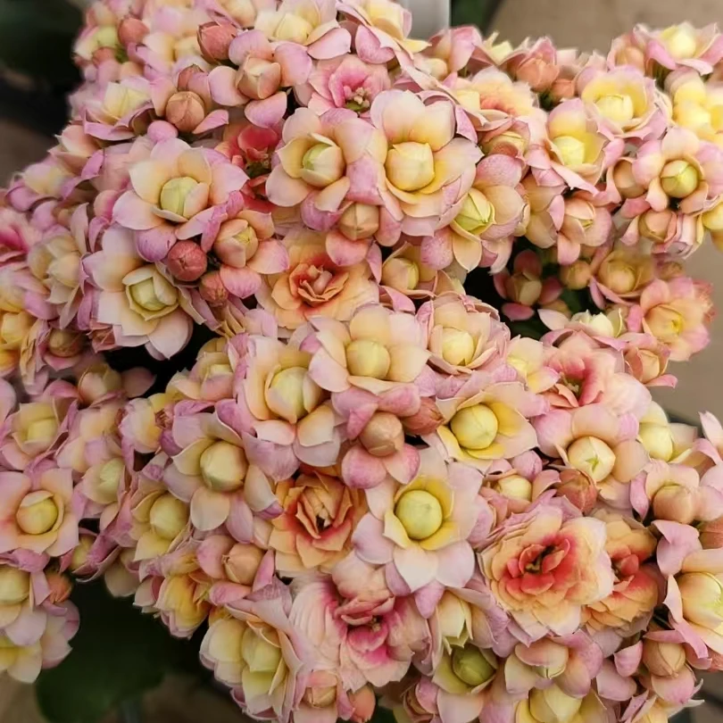 八颗长寿花苗店铺新品 青苗50穴盘苗 优选颜色 珍稀品种 只包开箱