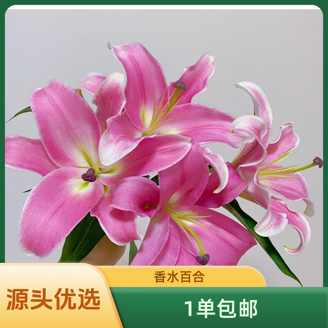 百慕1单 包邮  【粉色香水百合】云南源头基地直发