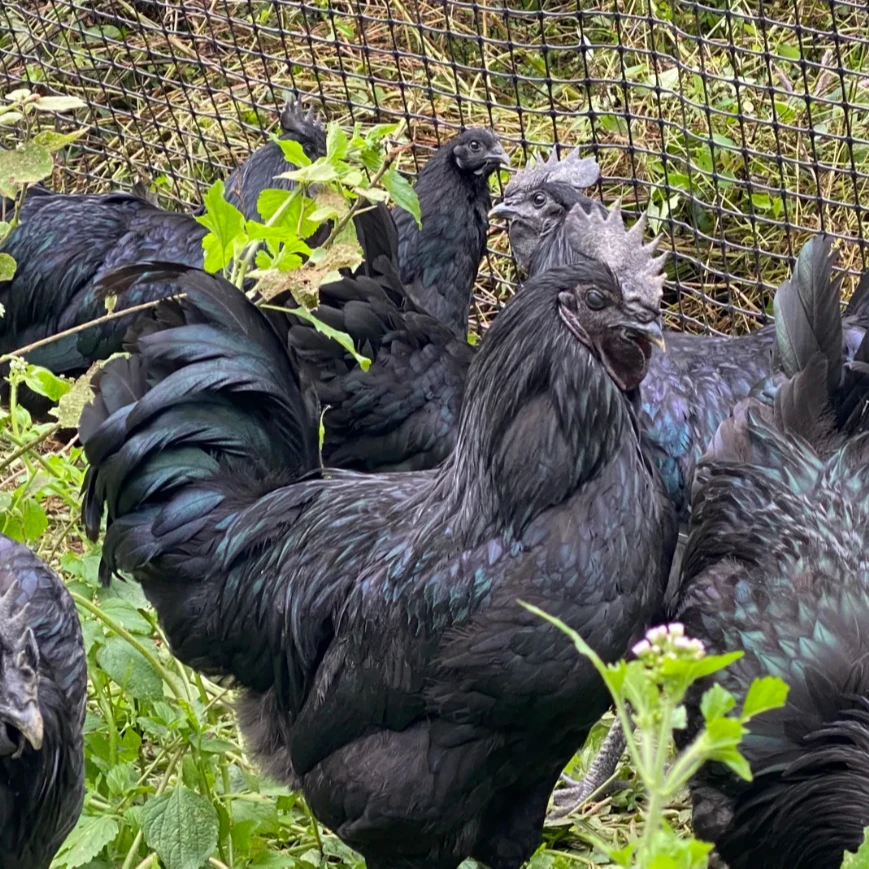宠物鸡五黑绿壳鸡活鸡包邮