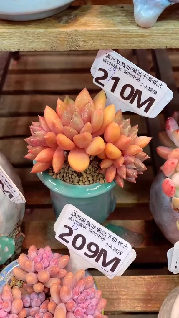 210M（一物一拍，精品多肉，所见即所得 ）