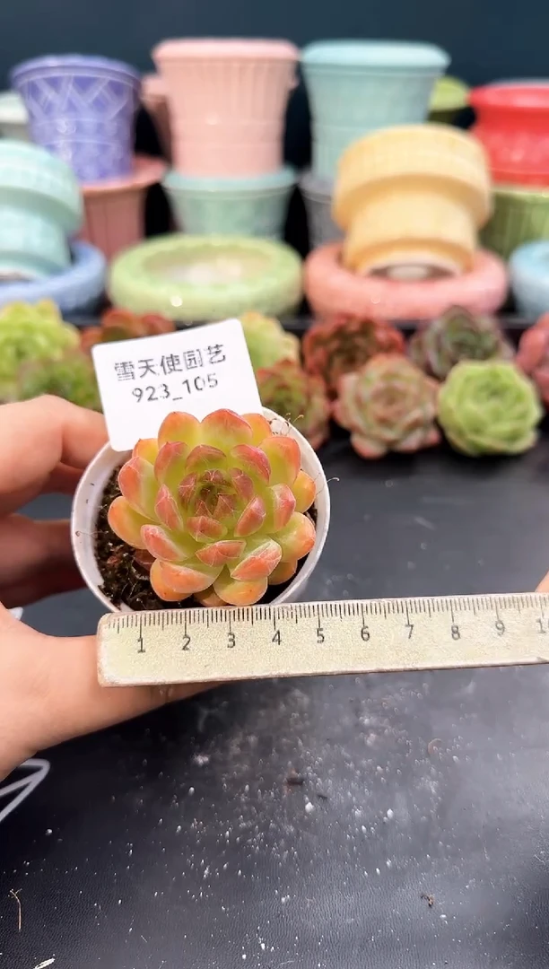 923-105青山（冠幅5cm）