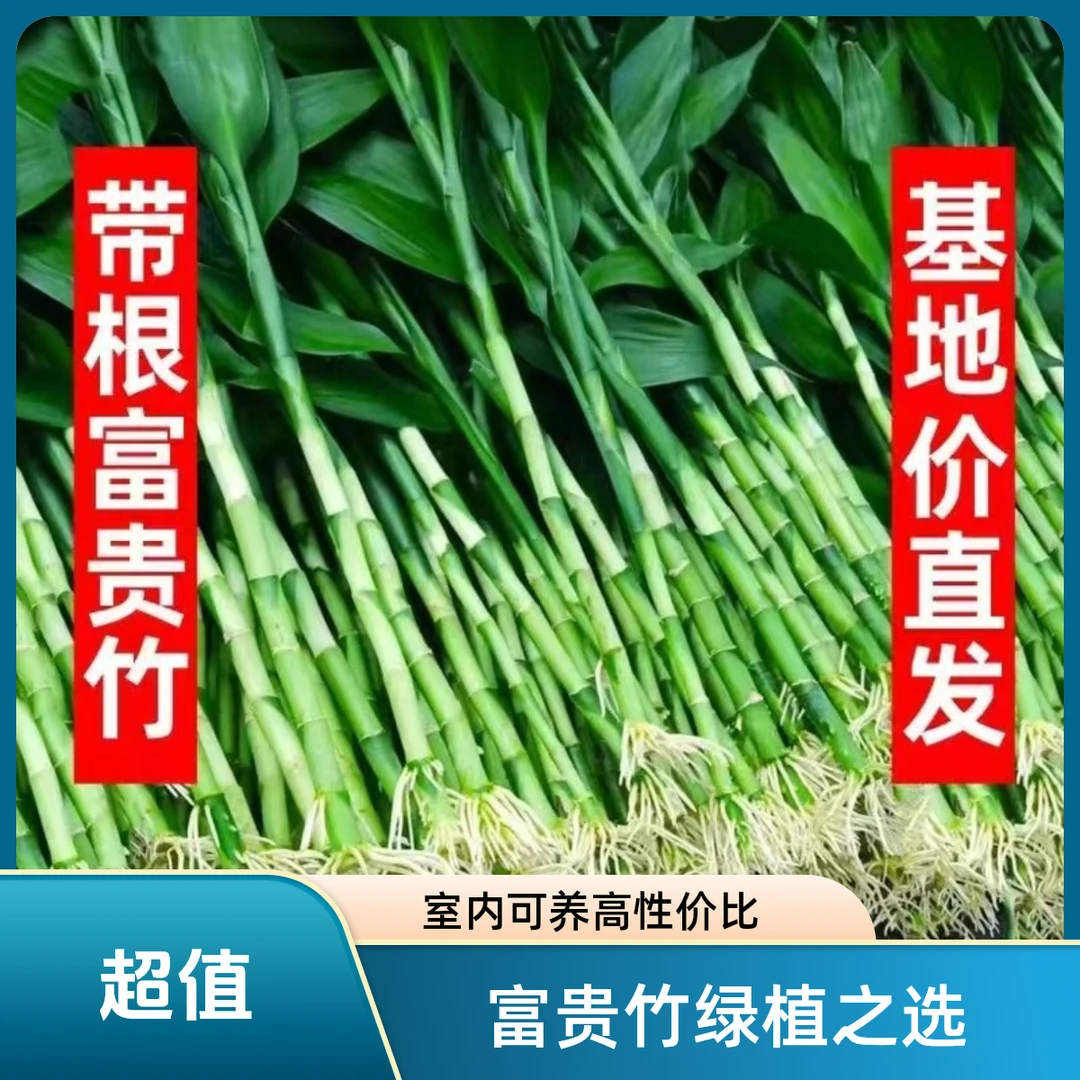【带根富贵竹】双11带根好养富贵竹水培植物客厅招财节节高室内绿植