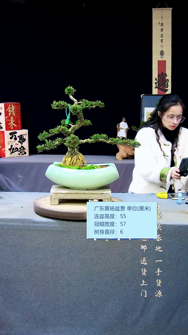 【闪购商品】雀舌皱皮黄杨盆景雀舌皱皮黄杨盆景