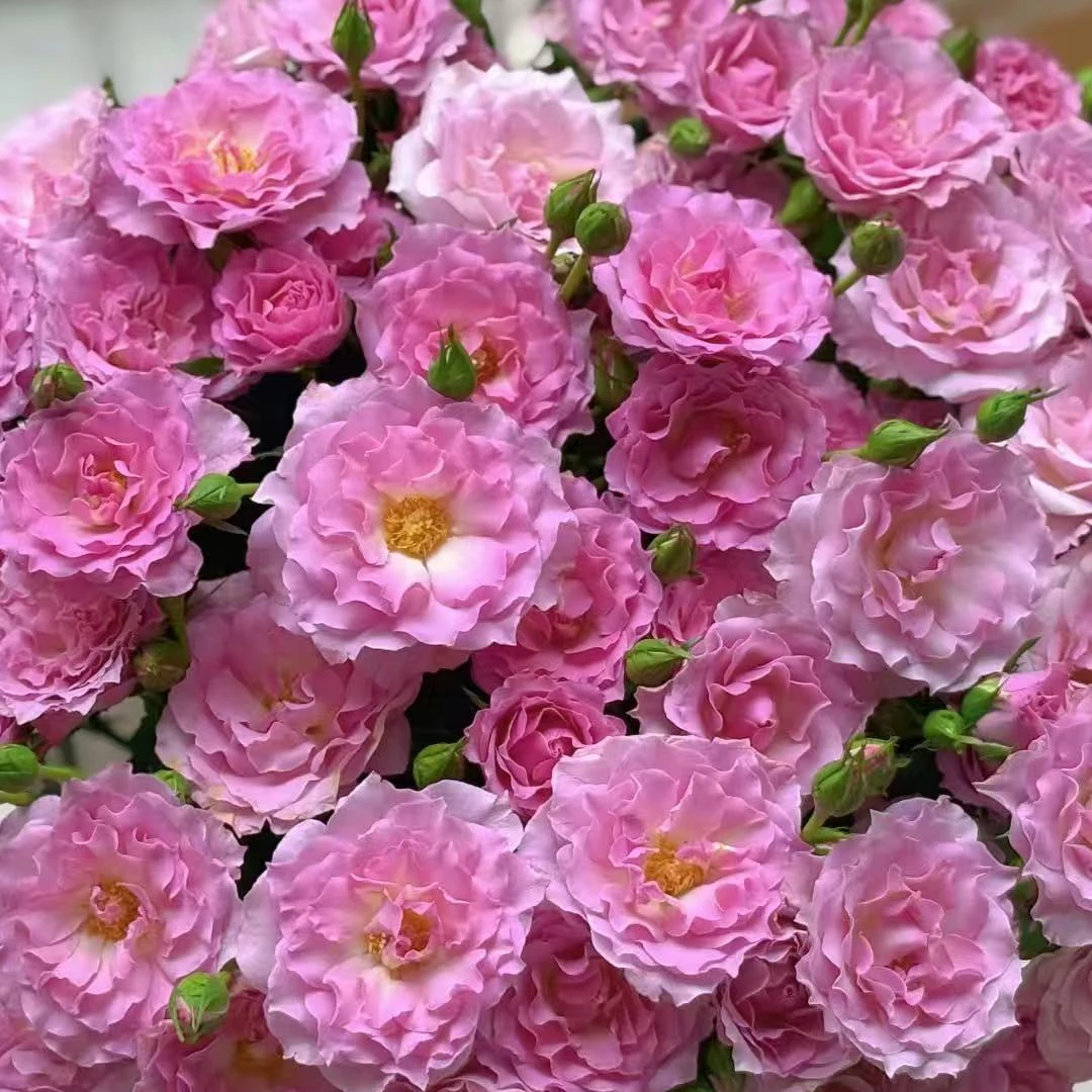 【云斗幻梦】新品稀有多头玫瑰 玖枝花优选 云南基地直发