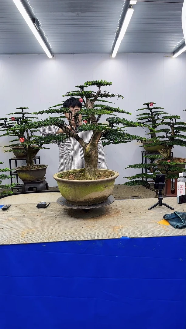 无花朵一物一拍，所见即所得