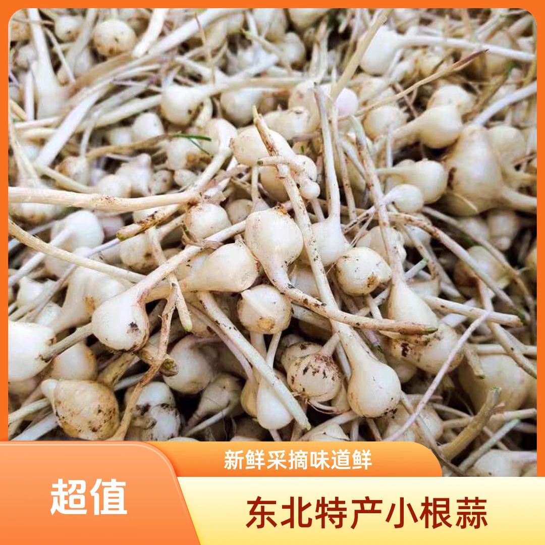 东北特产大脑瓜小根蒜新鲜采摘包邮
