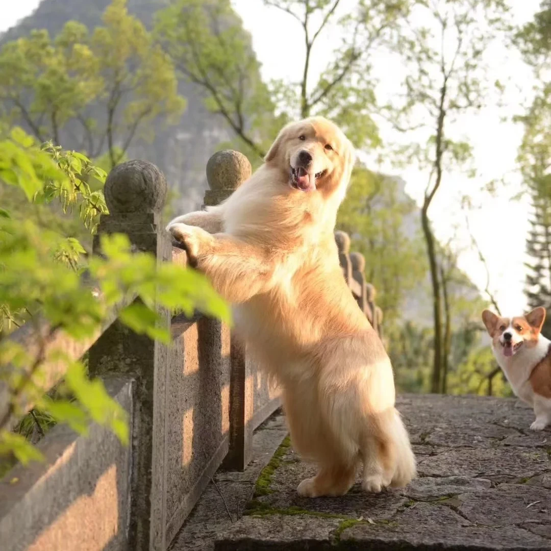 【长沙萌俏欢】狗狗活体直播间挑选