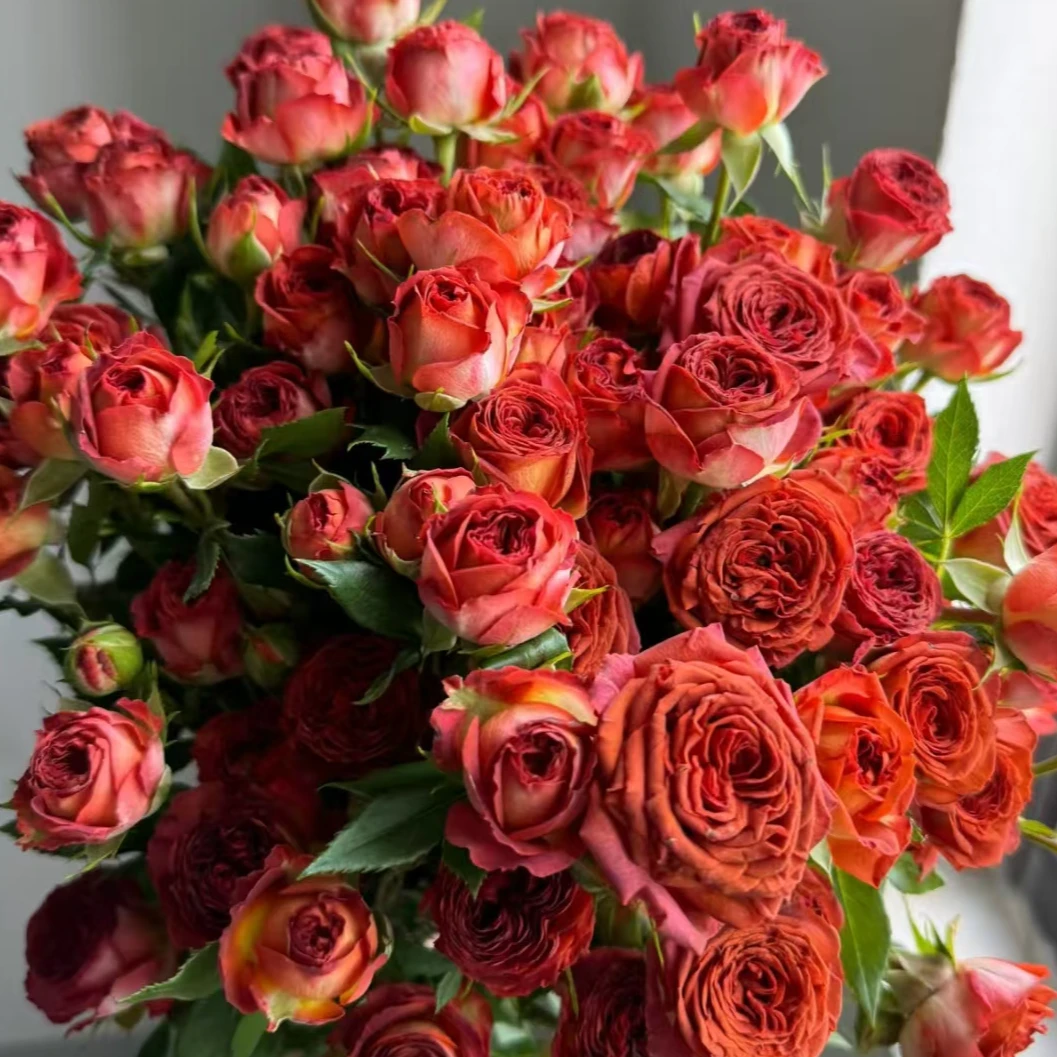 鲜花【巧克力泡泡】同地址两单以上顺丰包邮送货上门+送配草1扎