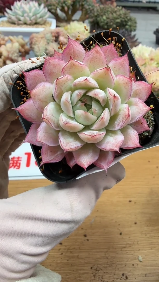 东云多肉园二店-268