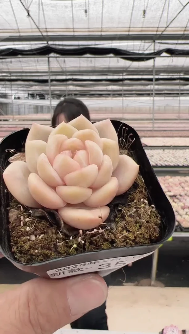 【闪购商品】新款多肉-35