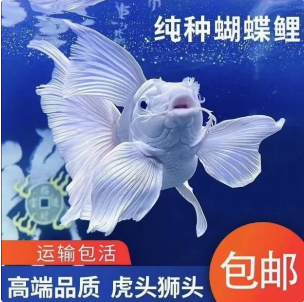精品短身球体蝴蝶鲤 贵妃蝴蝶鲤球身短身