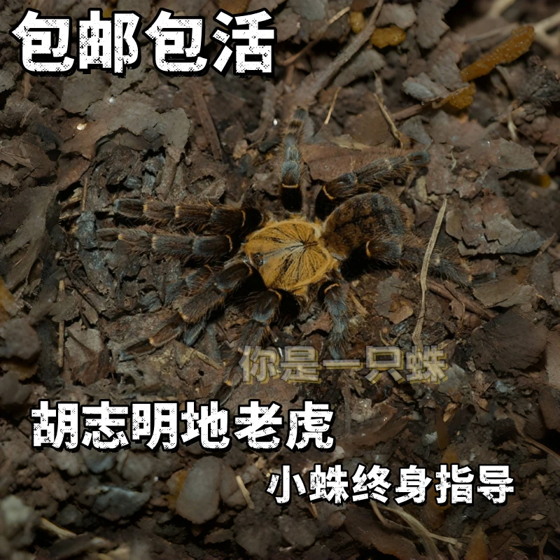 高端收藏品种胡志明地老虎2厘米越南稀有品种宠物蜘蛛凶猛