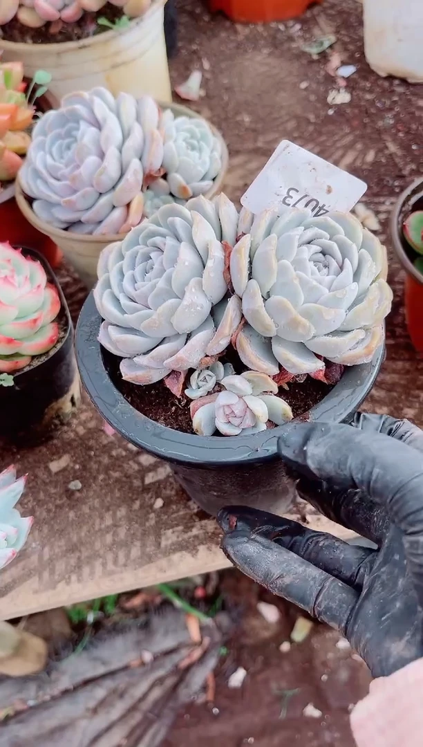 一**扣跃跃精品多肉14073