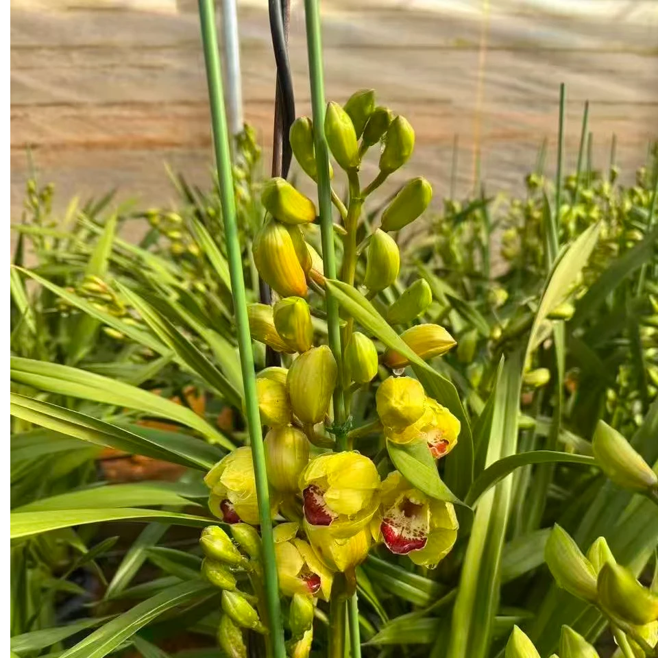 年宵花大花蕙兰【金蝉】