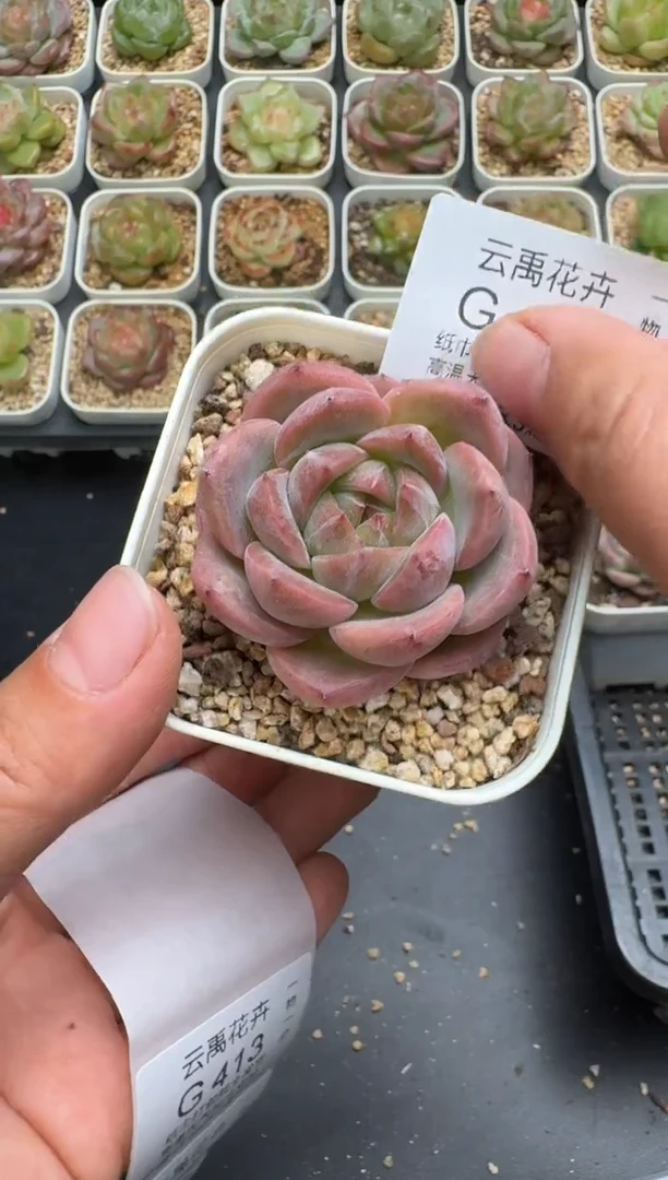 412G云禹多肉植物 脱土纸巾打包 3颗包邮